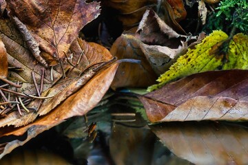 Herbstlaub spiegelt sich in einer Wasserpfütze im Wald