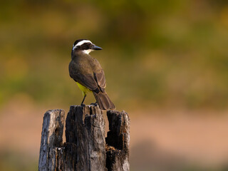 Great Kiskadee standing on fence post,  portrait