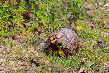 Closeup portrait of Red face box turtle,  Mato Grosso, Brazil