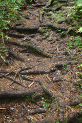 Küstenregenwald - Strathcona Park - Kanada / Coastal Rainforest - Strathcona Park - Canada /