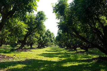 Fototapeta na wymiar The landscape of the pathway in the orchard