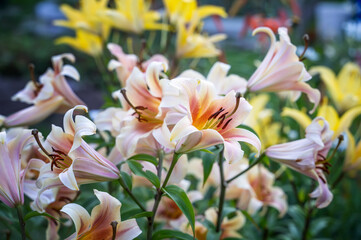 white-orange tubular lily with very large flowers. Two-colored lily in the garden. Blooming lily in summer. Pollen on flowers