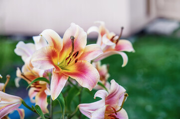 white-orange tubular lily with very large flowers. Two-colored lily in the garden. Blooming lily in summer. Pollen on flowers