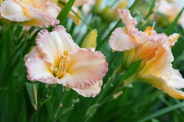Plakat pink daylily flowers with Frosted Vintage Ruffled close-up in the garden. Natural natural background of flowers