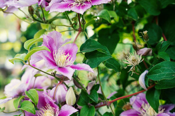 Clematis Hybrid Hagley. Flowers of perennial clematis vines in the garden. Beautiful clematis flowers near the house. Clematis climb into the garden near the house.
