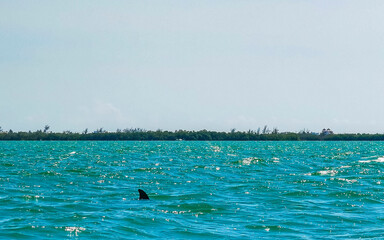 Dolphins swimming in the water off Holbox Island Mexico.