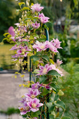 Clematis Hybrid Hagley. Flowers of perennial clematis vines in the garden. Beautiful clematis flowers near the house. Clematis climb into the garden near the house - obrazy, fototapety, plakaty