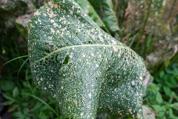 A large horseradish leaf is damaged by slugs and cruciferous fleas. Damage to plants is caused by...