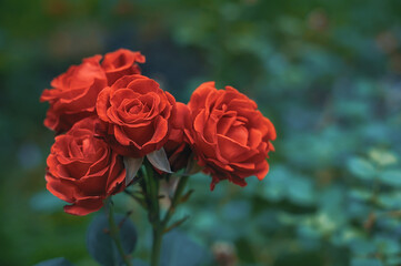 a red rose in the garden. A large rose flower with an unusual bud shape on a green blurred background. copy space