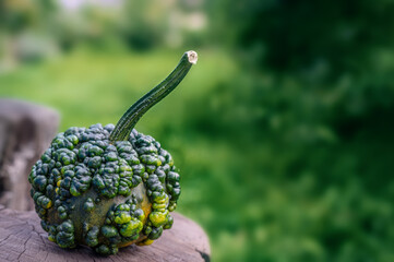 decorative textured green pumpkin on a background of green juicy grass. Pumpkin is ready for Halloween. Exotic varieties of pumpkin.