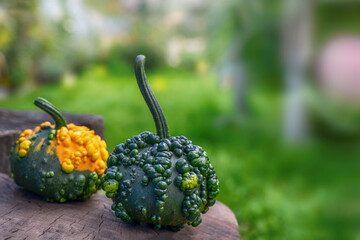 decorative pumpkins of different varieties are collected against a background of green juicy grass. Pumpkins are ready for Halloween.