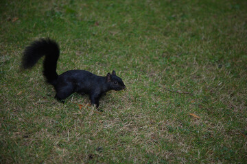 Fototapeta premium Grauhörnchen / Eastern Gray Squirrel / Sciurus carolinensis