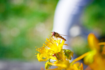 Hornet on a Yellow Flower - Frelon pose sur une fleur 
 jaune 
