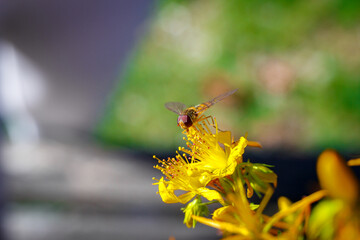 Hornet on a Yellow Flower - Frelon pose sur une fleur 
 jaune 