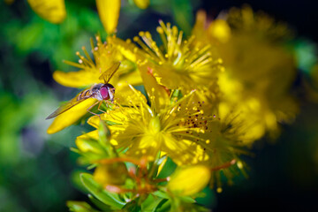 Hornet on a Yellow Flower - Frelon pose sur une fleur 
 jaune 