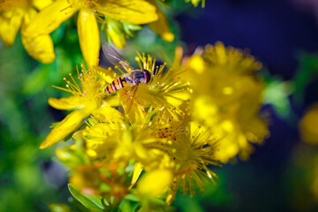 Hornet on a Yellow Flower - Frelon pose sur une fleur   jaune  © MRaafet