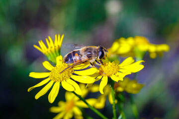 Hornet on a Yellow Flower - Frelon pose sur une fleur 
 jaune 