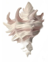 Obraz premium Shell 3