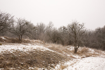 Obraz na płótnie Canvas Winter landscape of trees on the hills