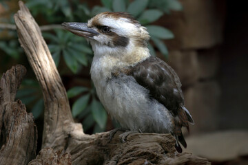 Laughing Kookaburra, Dacelo novaeguineae, perched on branch