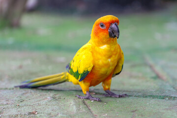 The mini parrot bird on floor