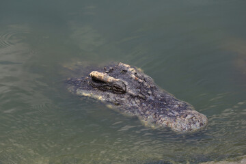 Close up big head crocodile is show head in river