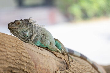 close up Iguana on dry wood