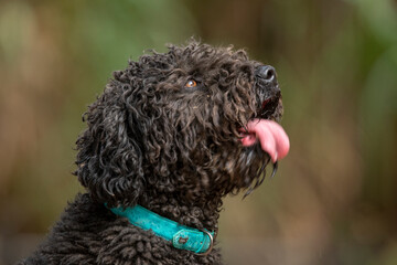 andalusian water dog