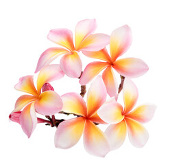 pink Plumeria, frangipani flowers  on transparent. © siriratsavett88