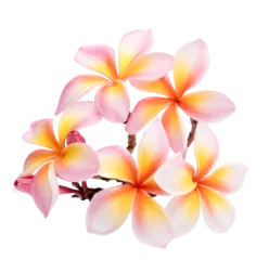 Foto op Canvas pink Plumeria, frangipani flowers  on transparent. © siriratsavett88