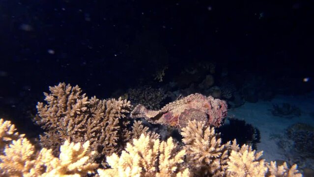 Synanceia fish swimming in coral reef underwater, close view tracking shot. Exotic tropical stonefish, marine ecosystem exploring, undersea animal