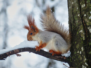 Obraz premium Squirrel in the winter forest.