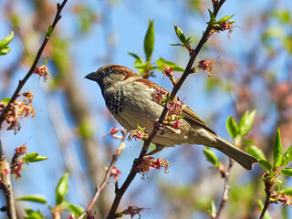 House sparrow. Passer domesticus. Sparrow on a flowering tree.
