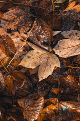 Close-up of a maple leaf lying on the ground in a pile of leaves. Detail of the autumn season and the breath of new life of nature. Colour palette