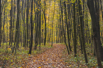 Forest path leading through a fresh forest with yellow-red leaves falling. Leaves on the ground. Autumn season