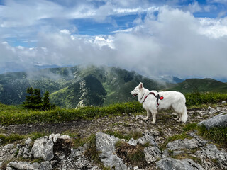 Beautiful landscapes with white dog, winter in the mountains, traveling, hiking, adorable background, clouds and hills with a fog, poster design, snow on the hills, lakes in the mountains, swiss