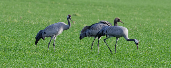 grue cendrée - grus grus - gruidés