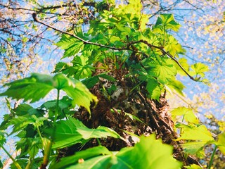Virginia creeper vines in morning sun