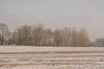 landscape with trees in winter
