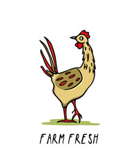 Vector card with hand drawn cute chicken. Beautiful ink drawing, heavy contour, graphic style. Perfect elements for food or farming logo design.