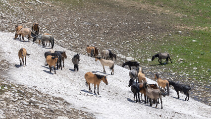 Wild Horses in Snow in the Pryor Mountains Montana in Summer