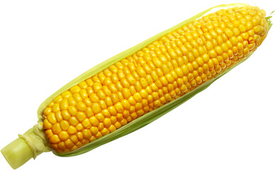 Shucked ear of corn - isolated image
