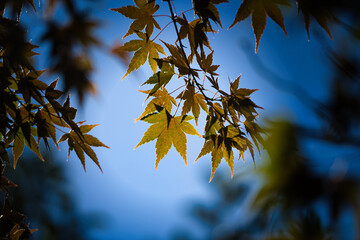 透けて葉脈が見えるもみじのクローズアップ