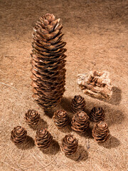 Close up of pine cones on a sackcloth background