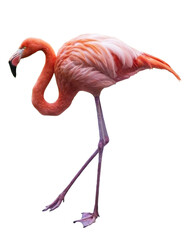 Flamingo. PNG file. - 550632922