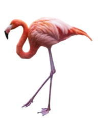 Foto auf Acrylglas Flamingo. PNG file. © Elena Schweitzer