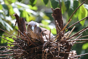  A bird staying hers nest.