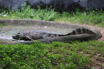 A crocodile in a waterless puddle