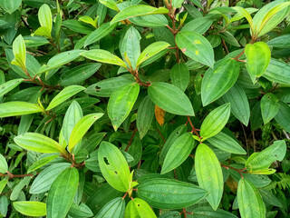 close up of a green plant