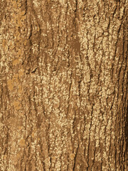 Realistic vector illustration of maple bark close up. Acer barrel texture. Background from living wood. Skin of the forest nature.
 - obrazy, fototapety, plakaty